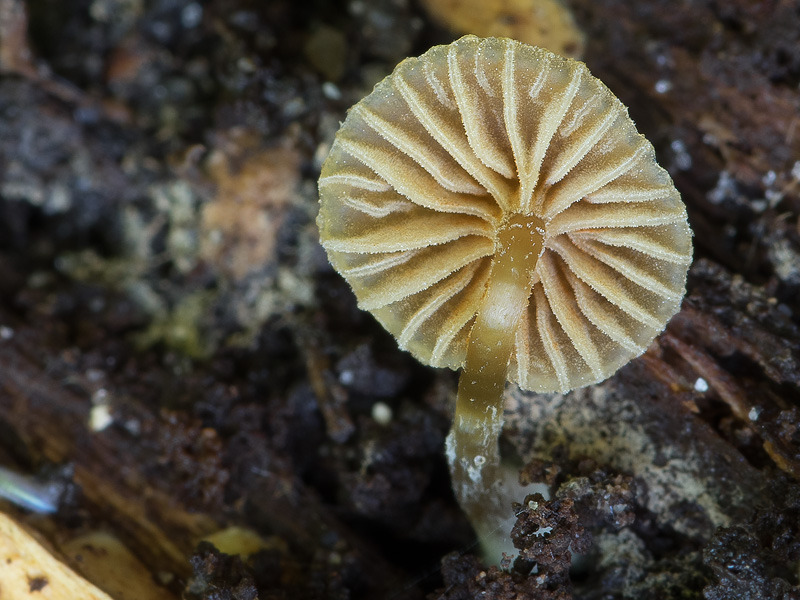 Galerina nana